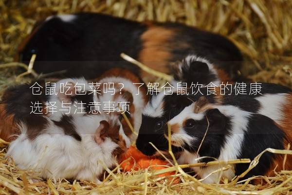 仓鼠吃包菜吗？了解仓鼠饮食的健康选择与注意事项