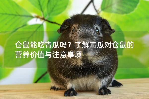 仓鼠能吃青瓜吗？了解青瓜对仓鼠的营养价值与注意事项