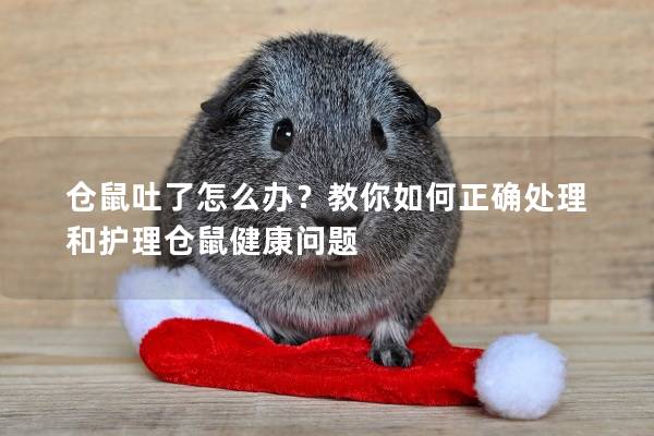 仓鼠吐了怎么办？教你如何正确处理和护理仓鼠健康问题