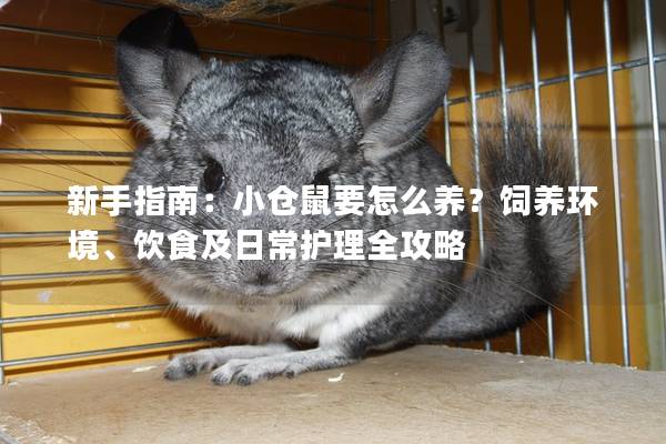新手指南：小仓鼠要怎么养？饲养环境、饮食及日常护理全攻略