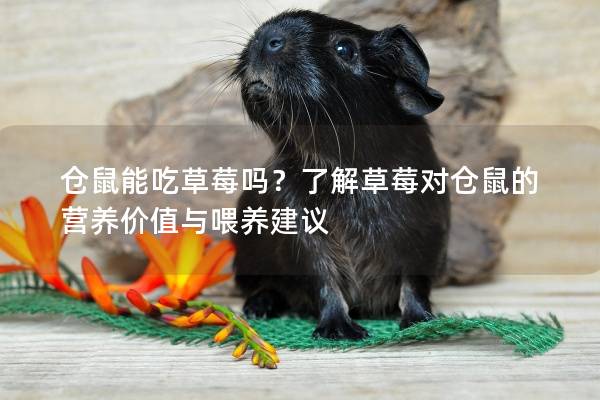 仓鼠能吃草莓吗？了解草莓对仓鼠的营养价值与喂养建议