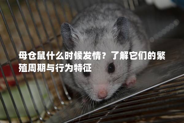 母仓鼠什么时候发情？了解它们的繁殖周期与行为特征
