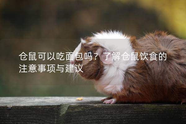 仓鼠可以吃面包吗？了解仓鼠饮食的注意事项与建议