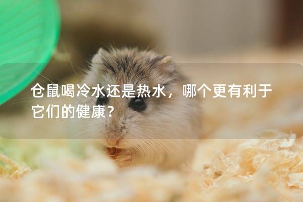 仓鼠喝冷水还是热水，哪个更有利于它们的健康？
