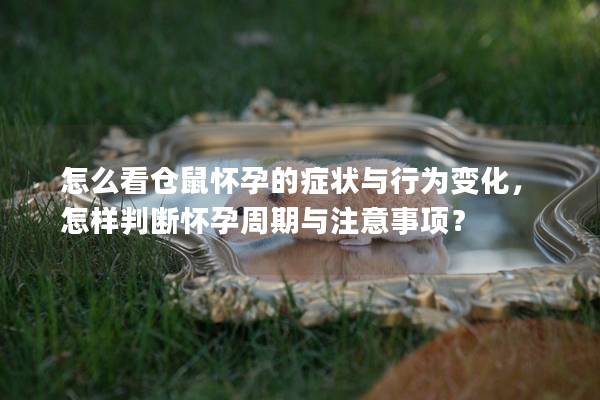 怎么看仓鼠怀孕的症状与行为变化，怎样判断怀孕周期与注意事项？