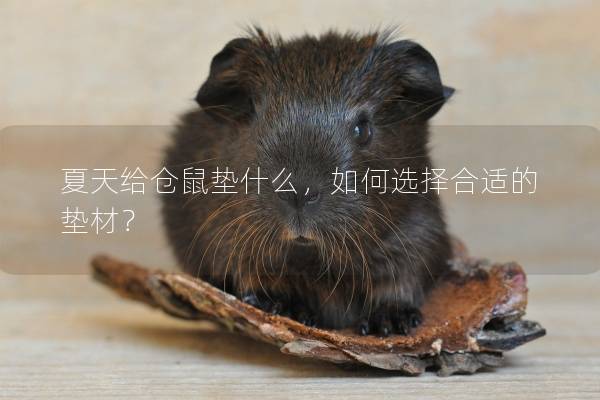 夏天给仓鼠垫什么，如何选择合适的垫材？