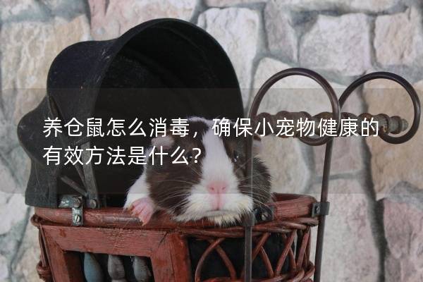 养仓鼠怎么消毒，确保小宠物健康的有效方法是什么？
