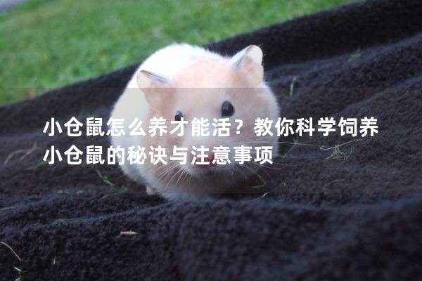 小仓鼠怎么养才能活？教你科学饲养小仓鼠的秘诀与注意事项