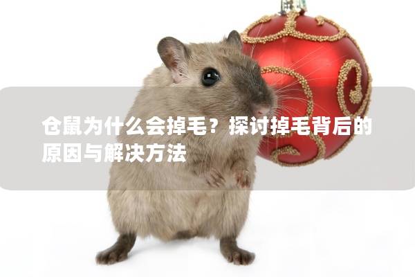 仓鼠为什么会掉毛？探讨掉毛背后的原因与解决方法