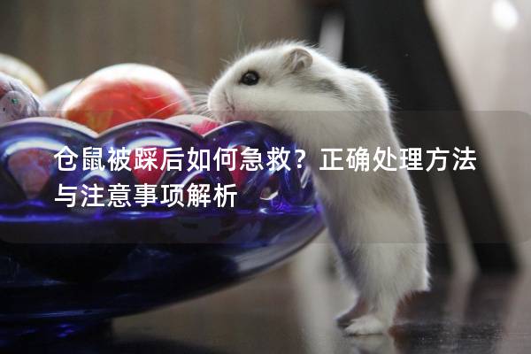 仓鼠被踩后如何急救？正确处理方法与注意事项解析