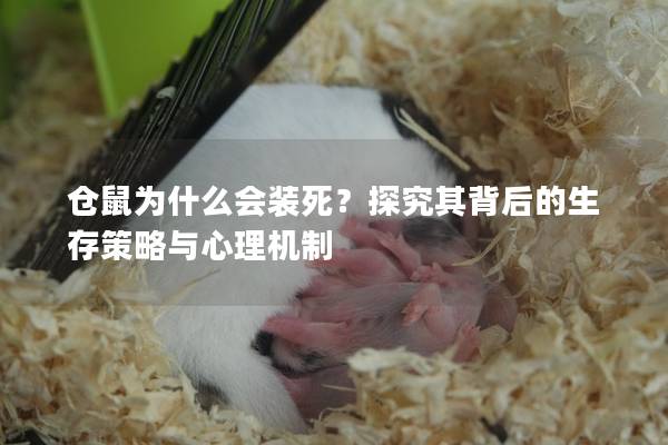 仓鼠为什么会装死？探究其背后的生存策略与心理机制