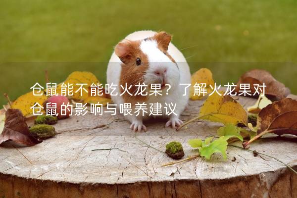 仓鼠能不能吃火龙果？了解火龙果对仓鼠的影响与喂养建议