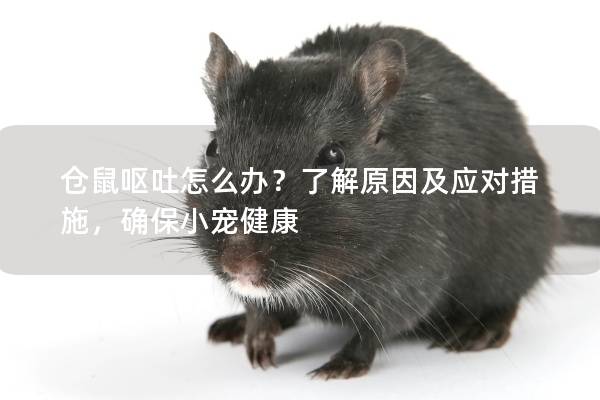 仓鼠呕吐怎么办？了解原因及应对措施，确保小宠健康