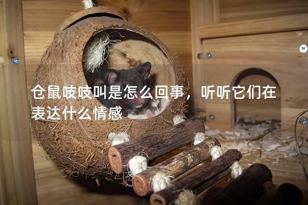 仓鼠吱吱叫是怎么回事，听听它们在表达什么情感