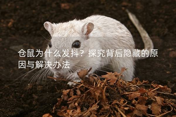 仓鼠为什么发抖？探究背后隐藏的原因与解决办法