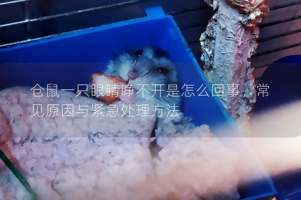 仓鼠一只眼睛睁不开是怎么回事，常见原因与紧急处理方法