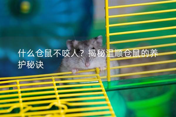 什么仓鼠不咬人？揭秘温顺仓鼠的养护秘诀