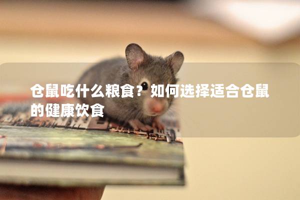 仓鼠吃什么粮食？如何选择适合仓鼠的健康饮食