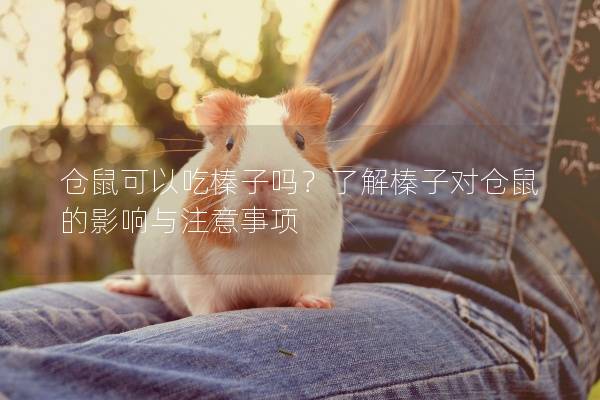 仓鼠可以吃榛子吗？了解榛子对仓鼠的影响与注意事项