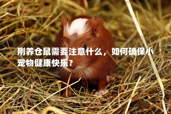 刚养仓鼠需要注意什么，如何确保小宠物健康快乐？