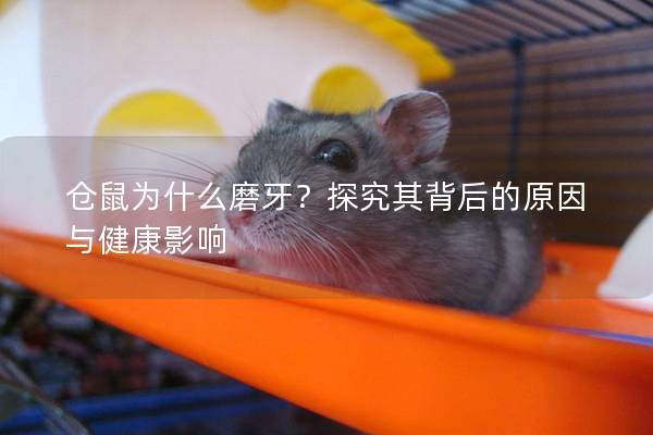 仓鼠为什么磨牙？探究其背后的原因与健康影响