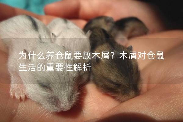 为什么养仓鼠要放木屑？木屑对仓鼠生活的重要性解析