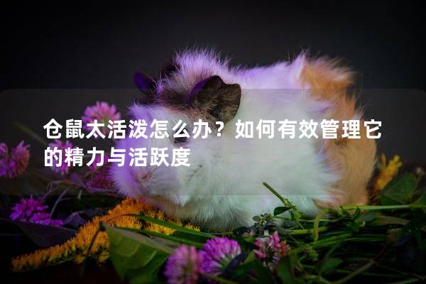 仓鼠太活泼怎么办？如何有效管理它的精力与活跃度
