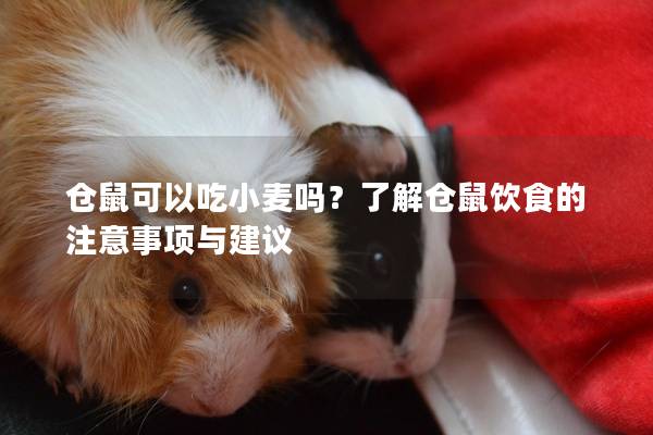 仓鼠可以吃小麦吗？了解仓鼠饮食的注意事项与建议