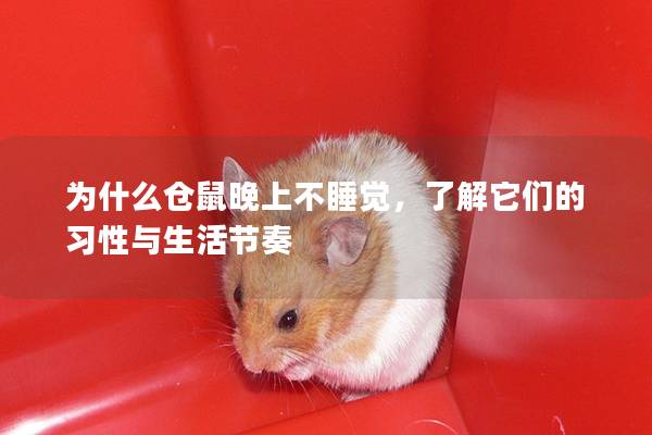 为什么仓鼠晚上不睡觉，了解它们的习性与生活节奏