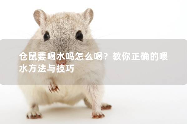 仓鼠要喝水吗怎么喝？教你正确的喂水方法与技巧