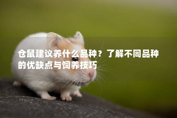 仓鼠建议养什么品种？了解不同品种的优缺点与饲养技巧
