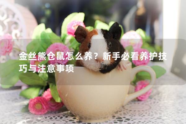 金丝熊仓鼠怎么养？新手必看养护技巧与注意事项