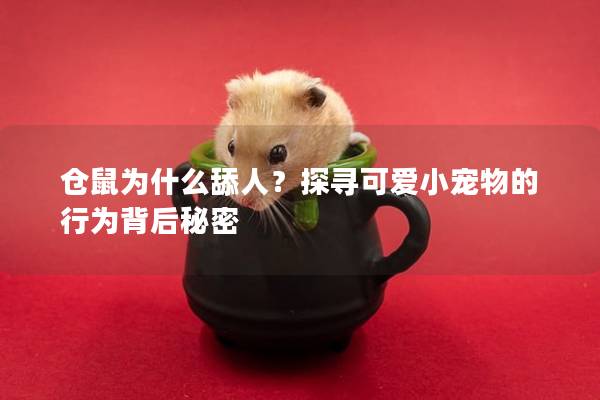 仓鼠为什么舔人？探寻可爱小宠物的行为背后秘密