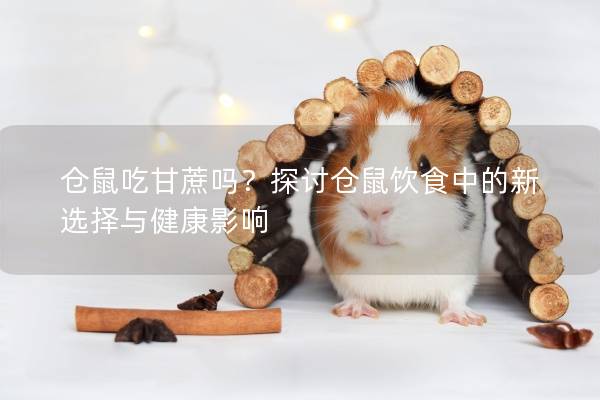 仓鼠吃甘蔗吗？探讨仓鼠饮食中的新选择与健康影响