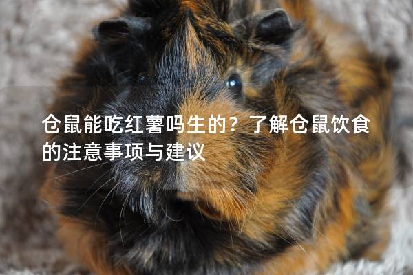 仓鼠能吃红薯吗生的？了解仓鼠饮食的注意事项与建议