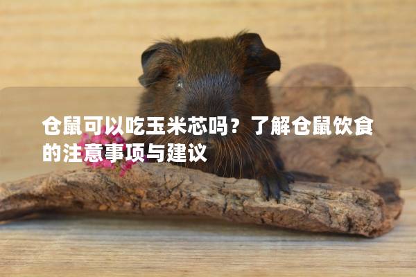 仓鼠可以吃玉米芯吗？了解仓鼠饮食的注意事项与建议