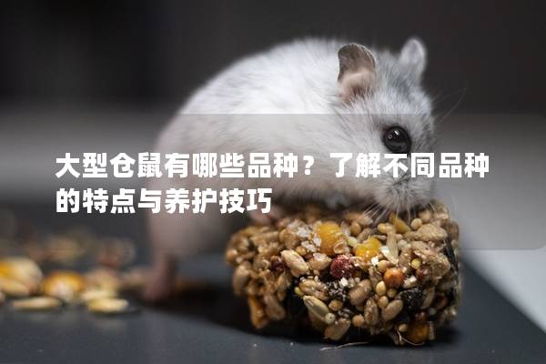 大型仓鼠有哪些品种？了解不同品种的特点与养护技巧