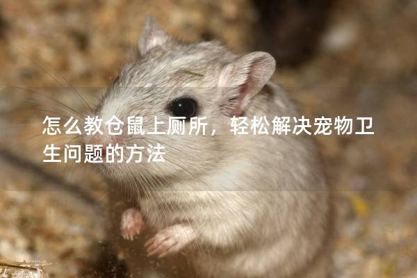 怎么教仓鼠上厕所，轻松解决宠物卫生问题的方法