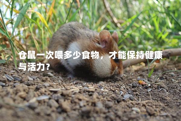 仓鼠一次喂多少食物，才能保持健康与活力？