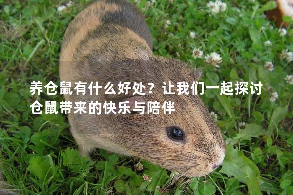 养仓鼠有什么好处？让我们一起探讨仓鼠带来的快乐与陪伴