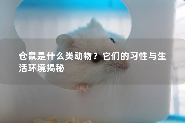 仓鼠是什么类动物？它们的习性与生活环境揭秘
