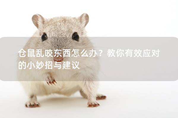 仓鼠乱咬东西怎么办？教你有效应对的小妙招与建议