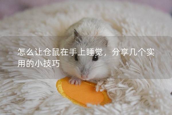 怎么让仓鼠在手上睡觉，分享几个实用的小技巧