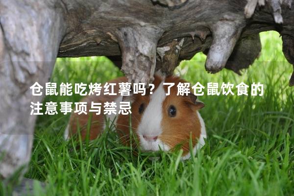 仓鼠能吃烤红薯吗？了解仓鼠饮食的注意事项与禁忌