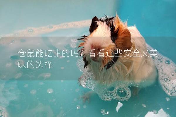 仓鼠能吃甜的吗？看看这些安全又美味的选择