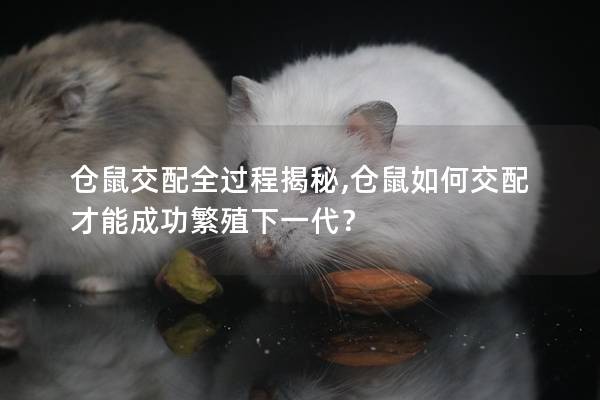 仓鼠交配全过程揭秘,仓鼠如何交配才能成功繁殖下一代？