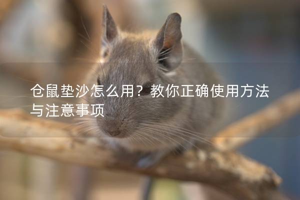 仓鼠垫沙怎么用？教你正确使用方法与注意事项