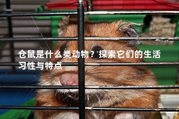 仓鼠是什么类动物？探索它们的生活习性与特点