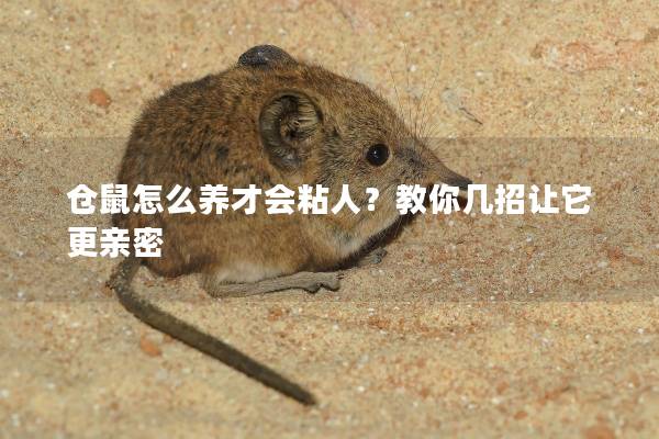 仓鼠怎么养才会粘人？教你几招让它更亲密