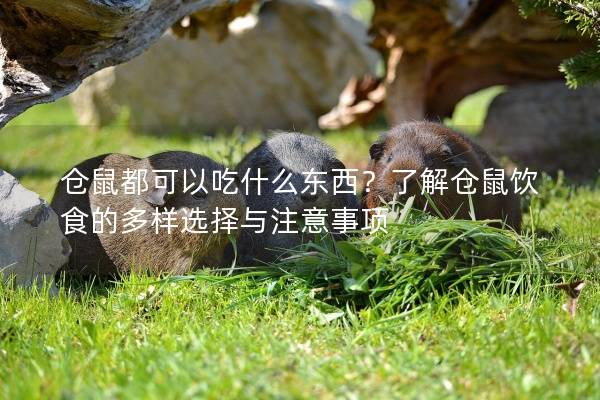 仓鼠都可以吃什么东西？了解仓鼠饮食的多样选择与注意事项